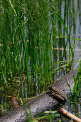 toad in the lake sits on a stick,, the toad looks into the eyes, inflated balls near the eyes, 
