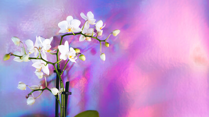 White Orchid Flower with iridescent hologram colorful background