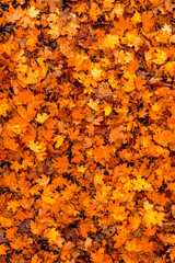 Herbstliches Hintergrund Muster eines Waldbodens bedeckt mit orangenen Ahornblättern