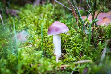 Purple russula mushroom growing in moss