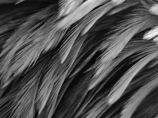 Beautiful abstract black feathers on white background and soft white feather texture on white pattern, dark theme wallpaper, gray feather background, black banners