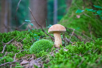 Tylopilus felleus (bitter bolete) growing in moss