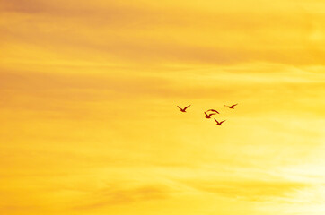 Fototapeta na wymiar Sea-gulls flying in the sunset golden sky, panoramic photo,nature