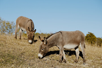 Mini donkeys grazing on hillside of farm.