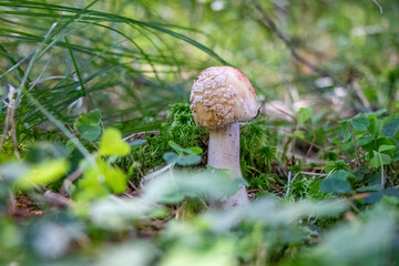 Amanita rubescens (blusher) mushroom growing in the woods
