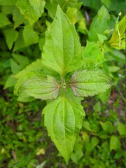 Kirinyuh plant (Chromolaena odorata) Grows wild in tropical Borneo