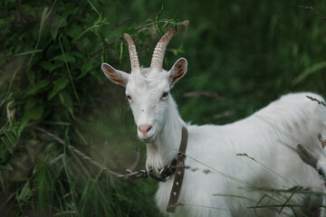white goat on a background of green grass