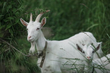 Fototapeta premium white goat on a background of green grass