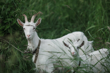 Naklejka na ściany i meble white goat on a background of green grass