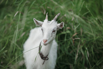 Obraz premium white goat on a background of green grass
