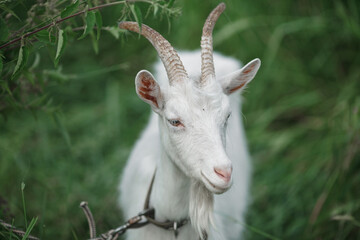 white goat on a background of green grass