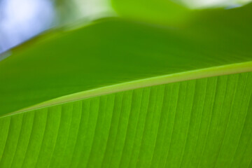 Large green leaf of a tropical plant close-up with blurry background, used as a background or texture, soft focus