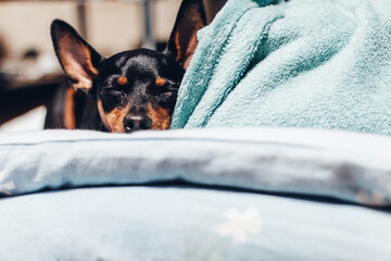 black dog lying down on the bed