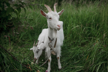 Obraz na płótnie Canvas white goat on a background of green grass