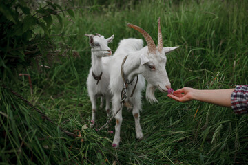 Fototapeta premium white goat on a background of green grass