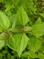 Kirinyuh plant (Chromolaena odorata) Grows wild in tropical Borneo