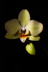 Close-up vertical photo of an isolated blooming light yellow Phalaenopsis orchid flower on the black background