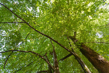 Fototapeta na wymiar The crown of a large green tree, a view from below
