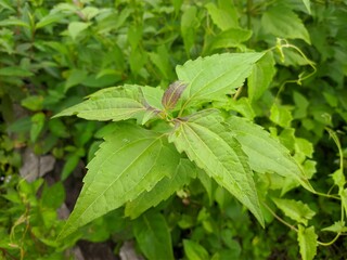 Kirinyuh plant (Chromolaena odorata) Grows wild in tropical Borneo