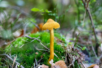 Cortinarius semisanguineus (Surprise webcap) mushroom growing in moss