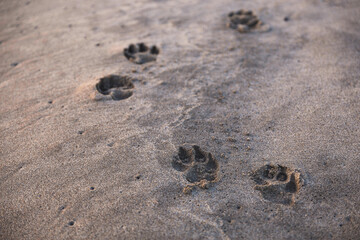 dogs footprint in sand on the beach