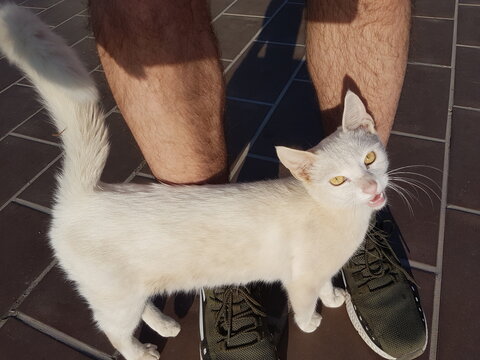 Cat rubbing against male legs outdoor sunlight.