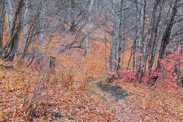 Slate Canyon hiking trail fall leaves mountain landscape view, around Slide Canyon, Rock Canyon and Provo, Wasatch Rocky mountain Range, Utah, United States. 