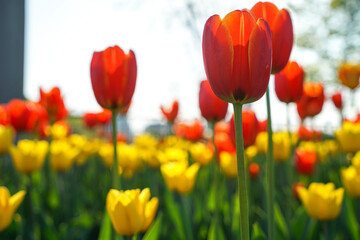 A group of tulips stand in the sunshine in ottawa ontario
