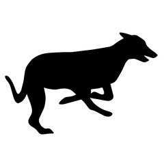 Silhouette of a running Greyhound dog. Agility illustration. Image of a relative of a wolf.
