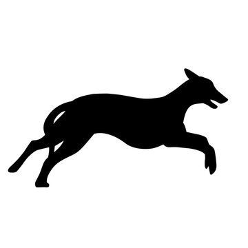 Silhouette of a running Greyhound dog. Agility illustration. Image of a relative of a wolf.