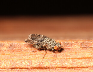 A striped peacock fly (Callopistromyia 
