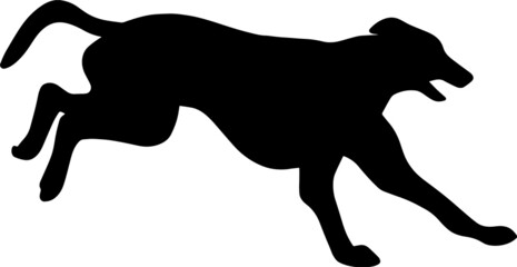 Silhouette of a running Greyhound dog. Agility vector illustration. Image of a relative of a wolf.