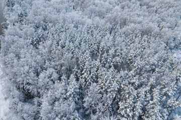snow covered trees in the winter drone shot from above forest beautiful scenery