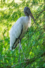 Wood stork (Mycteria americana) perched in cypress tree, vertical - Davie, Florida, USA