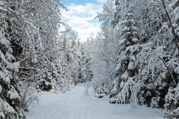 snow covered trees in winter national park  blue sky with white clouds