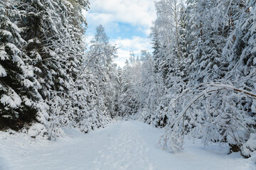 snow covered trees in winter national park  blue sky with white clouds