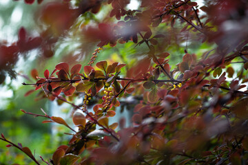 Flowering branch of barberry with raindrops macro nature photo