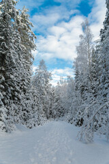 snow covered trees in winter national park  blue sky with white clouds