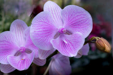 Naklejka na ściany i meble Orquídea alevilla, comúnmente llamada también orquídea mariposa o orquídea boca.
