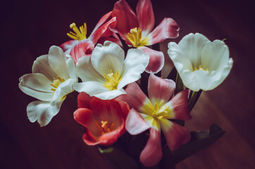 Still life close up bouquet of white and pink tulips. Macro photo of delicate spring flowers on dark background