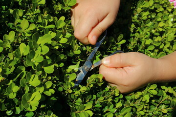 manos de niña cortando un arbusto con hojas verdes
