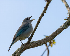 Obraz premium A bird singing perched on a tree branch