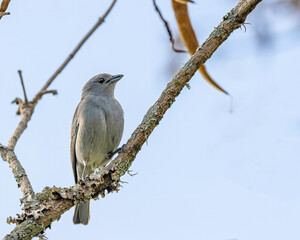 A bird perched on a tree branch