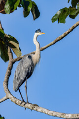 A big heron perched on a tree branch