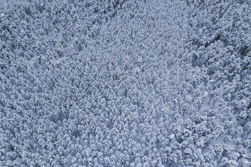 Fototapeta na wymiar snow covered trees in the winter drone shot from above forest beautiful scenery