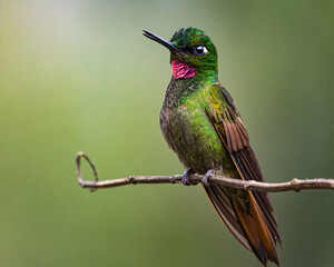 Fototapeta premium A tiny, colorful, hummingbird resting on a tree branch