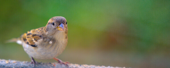 finch