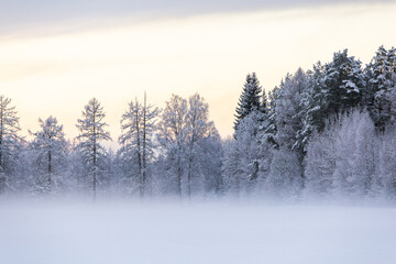 snow covered trees in the forest winter scenery mist fog foggy field