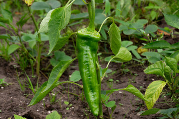 Peppers.