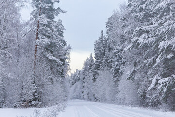 winter scene scenery forest in the snow snow covered trees cold road